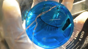 化妝品新聞 cbo 化妝品財經在線 最權威的化妝品產業財經媒體